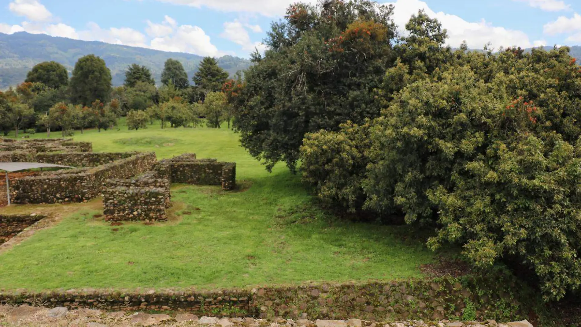 Cultivo de aguacate en zonas arqueológicas (5)